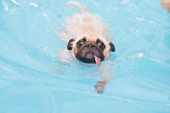Cute dog pug swim at a local public pool