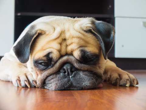 Close-up face of Cute pug puppy dog rest by chin and tongue lay down on laminate floor and look to ground