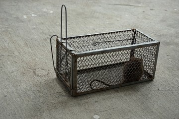 a cage to trap rat