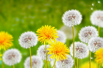 Obraz premium Wildflowers dandelions