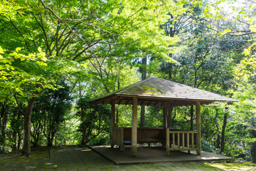 Fototapeta na wymiar Arbor forest of the Surugadaira nature park,Shizuoka Japan