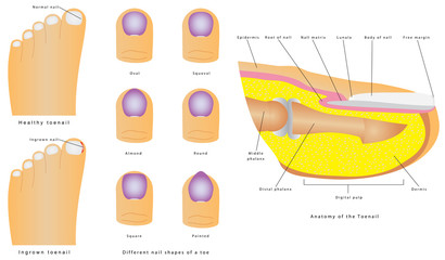Anatomy of the Toenail