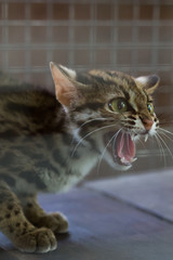 Leopard cub aggressive Trapped in a mesh cage.