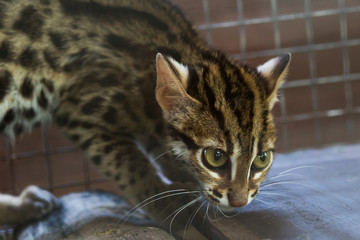 Leopard cub aggressive Trapped in a mesh cage.