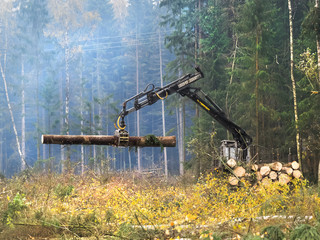 Лесоповал. Вырубка соснового леса. Работает трактор, комбайн. Трактор поднимает бревна © kozorog