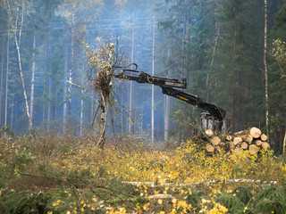 Лесоповал. Вырубка соснового леса. Работает трактор, комбайн. Трактор поднимает бревна © kozorog