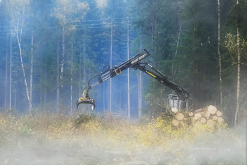 Лесоповал. Вырубка соснового леса. Работает трактор, комбайн. Трактор поднимает бревна © kozorog