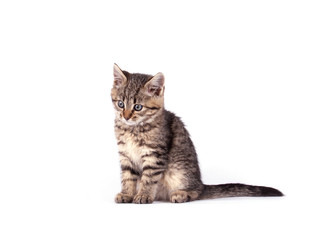 Fototapeta na wymiar Portrait cat isolated