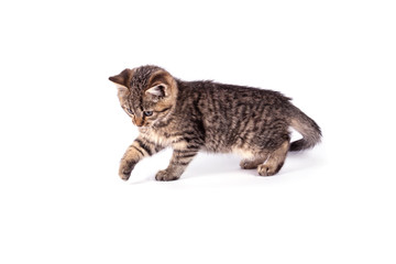 Naklejka premium Portrait cat isolated