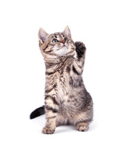 Obraz premium Portrait cat isolated