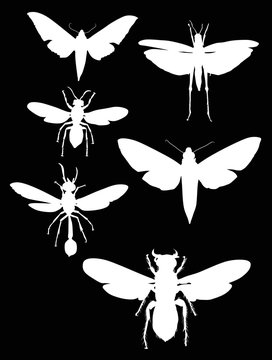 six white insects on black