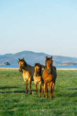 three horses. horse in the nature reserve of Lake Baikal