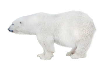 grote geïsoleerde puur witte ijsbeer