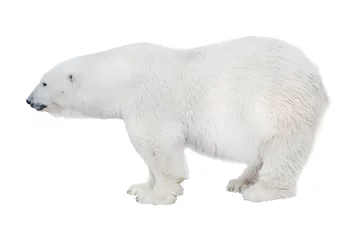 Deurstickers Ijsbeer grote geïsoleerde puur witte ijsbeer