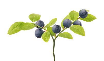 blueberry branch with six berries © Alexander Potapov