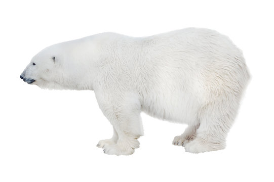 large isolated pure white  polar bear