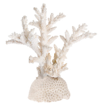 isolated white color sea coral