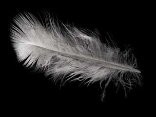 single straight light feather on black