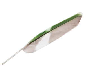 green parrot wing feather isolated on white