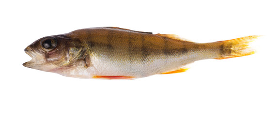 single light small perch on white