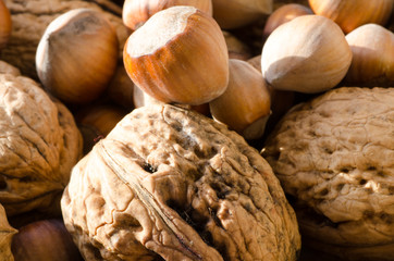 walnuts and hazelnuts