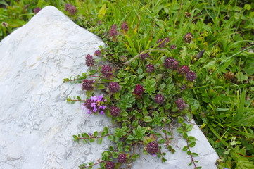 The mountain plants on a rock close-up