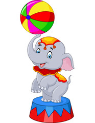 Circus elephant with a striped ball stands on a podium isolated on white background