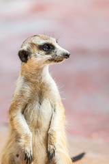 Fototapeta premium Meerkat on the lookout