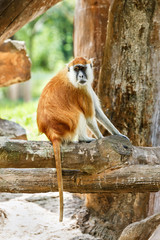 Patas Monkey
