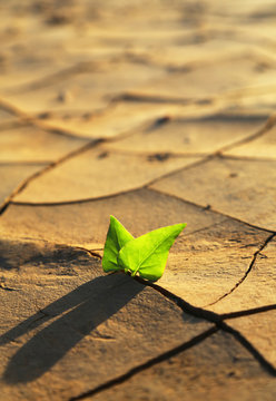 Plant growing through dry cracked soil