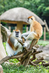 Patas Monkey