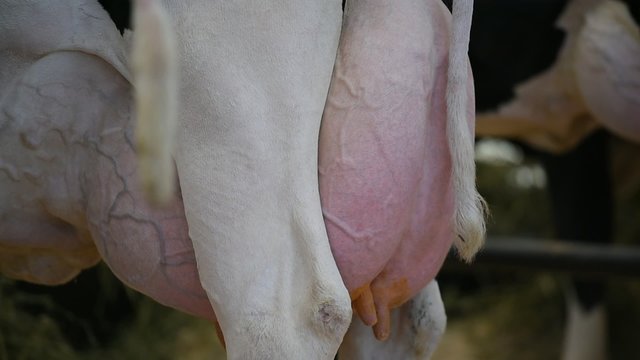 Huge Holstein cow udders in a farm
