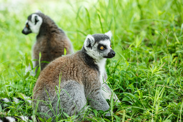 Fototapeta premium Ring-tailed lemur sitting on the grass