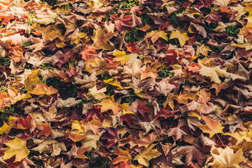 Fallen Maple Leafs in Canada Background