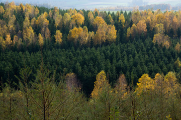 色づきはじめた林