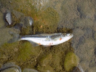 Dead fish in river