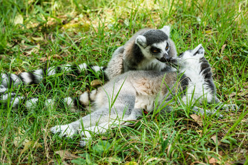 Two affectionate ring-tailed lemur