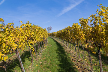 Obraz premium Vineyard Plantations in Austria