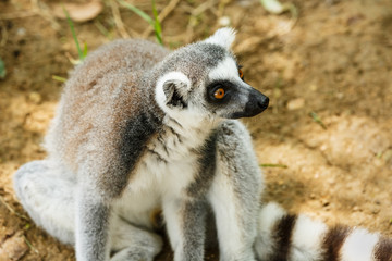 Ring-tailed lemur close up