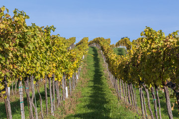 Fototapeta na wymiar Vineyard Plantations in Austria