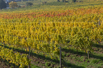 Fototapeta na wymiar Vineyard Plantations in Austria