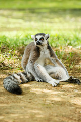 Naklejka na ściany i meble Sitting on the ground of the ring-tailed lemur