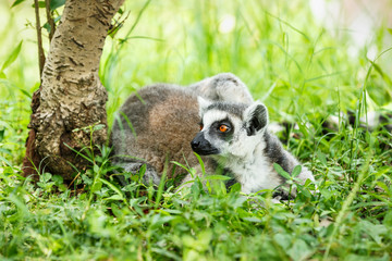 Alert the ring-tailed lemur
