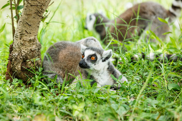 Alert the ring-tailed lemur