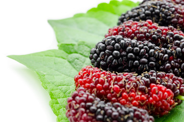 Mulberry with green leaf.