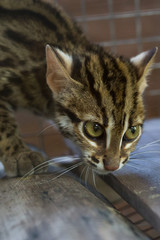 Leopard cub aggressive Trapped in a mesh cage.