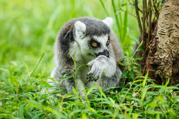 Lovely ring-tailed lemur sitting on the grass