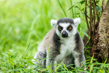 Lovely ring-tailed lemur sitting on the grass
