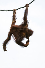 Orangutan on the tree