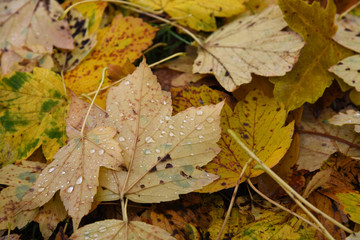foglie colorate autunno letto di foglie cadute